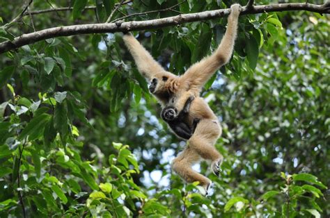 More Gibbon Facts — World Ape Fund