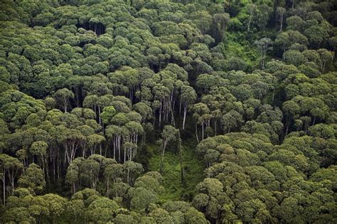 Paraguay Rainforest Before Rainforest Planet Natural Ecosystems