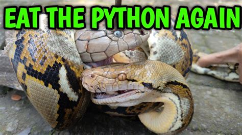 King Cobra Feeding Show Eat Python Youtube