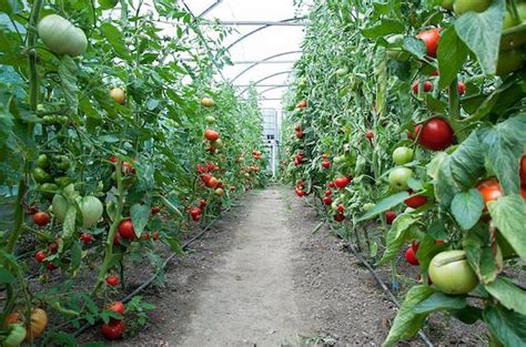 Chemical Engineers are Enhancing Food Production | AIChE