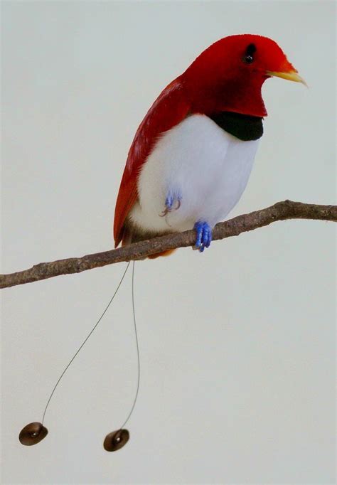 Burung cendrawasih atau keluarga paradisaeidae merupakan burung yang hidup di indonesia bagian timur terutama papua. Fantastis 15+ Gambar Burung Cendrawasih Raja - Richa Gambar