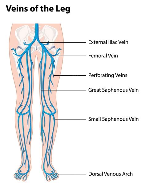 Your Leg Pain How The Venous System Plays A Part