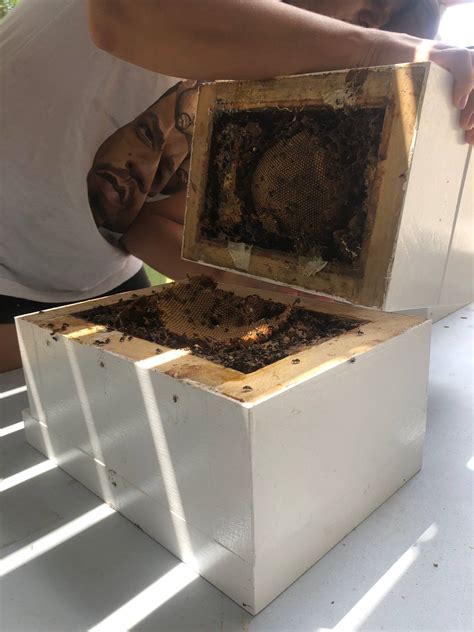 How To Guide For Splitting Stingless Bee Hives Australian Native