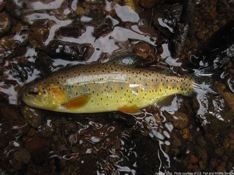 Apache Trout Western Native Trout