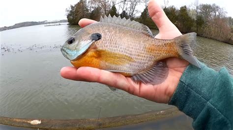 How To Catch Big Bluegill On Crappie Nibbles Beginner Level Fishing