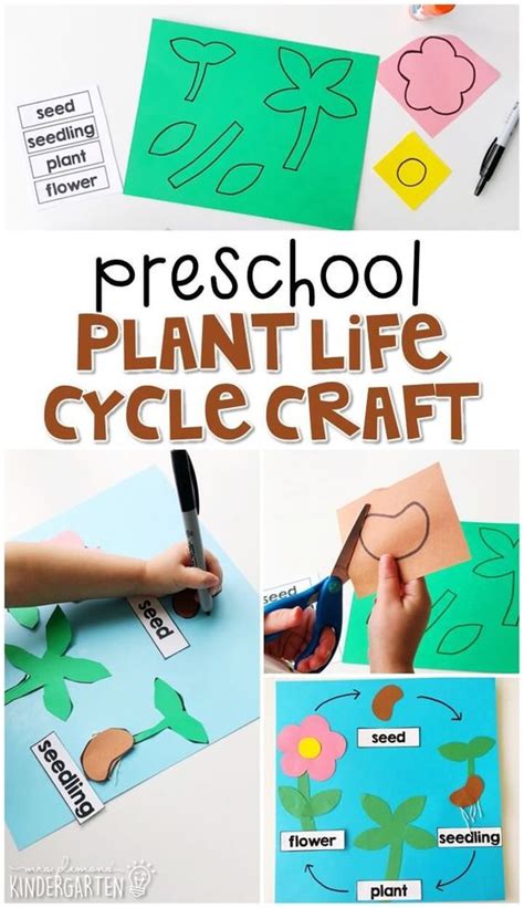 25 Fun And Engaging Plant Life Cycle Activities For Kids Teaching