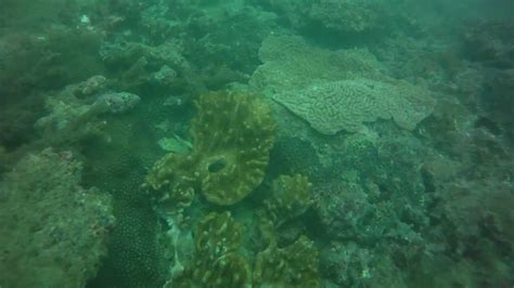 Hikkaduwa Sri Lanka Corals Fish Scene1 Youtube