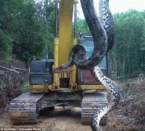 Watch The Largest Anaconda Ever Recorded 33 Foot Long Animals