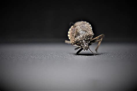 Fleas Archives Sydneys Best Pest Control