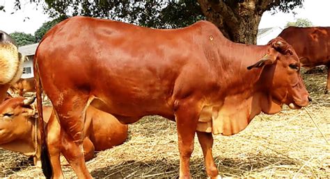 Top 10 High Demanding Milk Producing Cattle Breeds In India