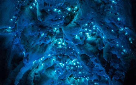 Carnivorous Glowworms Turn Caves Into Stunning Starscapes Glow Worm