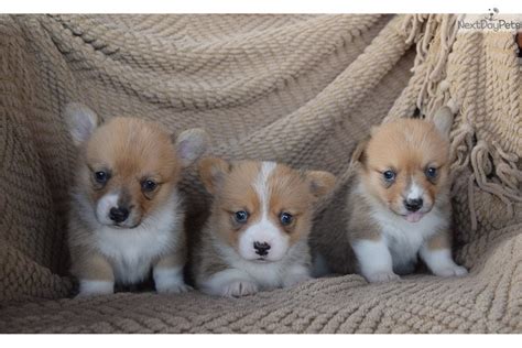 Akc pembroke corgis puppies available. Welsh Corgi, Pembroke puppy for sale near Little Rock ...