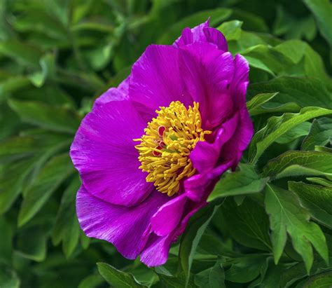 European Or Common Peony Paeonia Officinalis Flower Photograph By