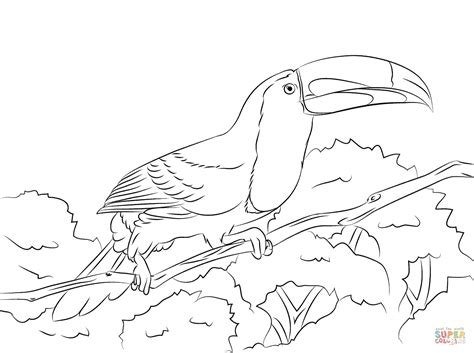 To see more of my artwork, check out my instagram. Perched Keel Billed Toucan coloring page | Free Printable ...