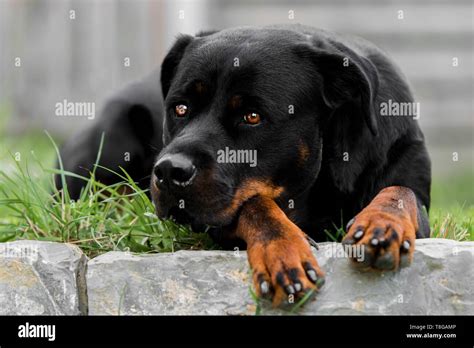 Rottweiler Laying Down Hi Res Stock Photography And Images Alamy