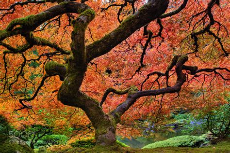 Photograph Japanese Maple Tree In Fall By David Gn On 500px