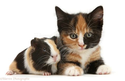 Guinea Pigs Tortoiseshell