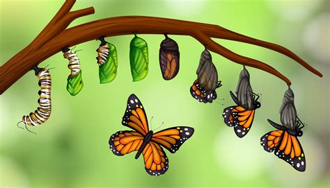 Science Butterfly Life Cycle 297663 Vector Art At Vecteezy