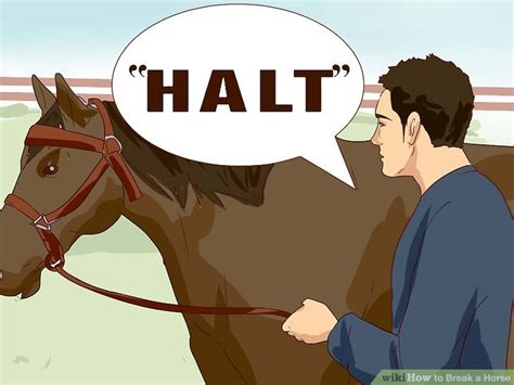 How To Break A Horse With Pictures Wikihow
