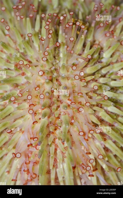 Green Sea Urchin Psammechinus Miliaris Tube Feet Stock Photo Alamy