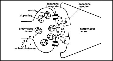 Methamphetamine Mechanism Of Action