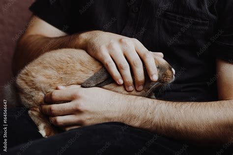 Adorable Lopsided Bunny In Hands Cute Pet Rabbit Being Cuddled By His