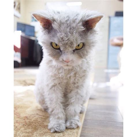 A Beautiful Scowling Curly Haired Cat