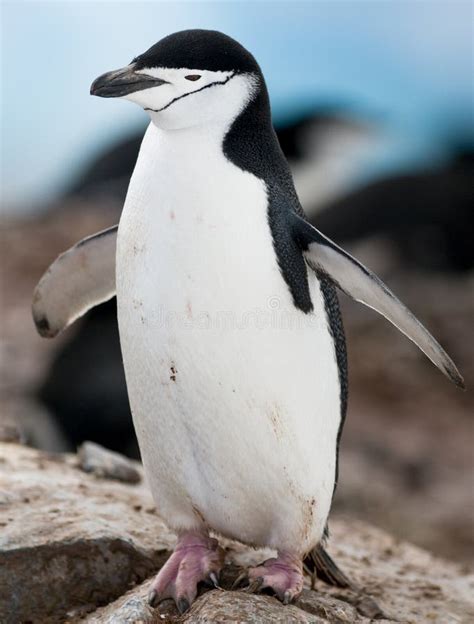 Chinstrap Penguin Wings Open Stock Photo Image Of Animal