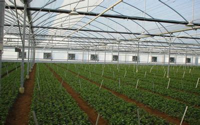 Fan Pad Greenhouses At Rs 1460 Square Meter S Greenhouse In Jaipur