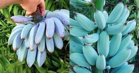 Blue Java Bananas Grown In The Hawaiian Islands And Tastes Like