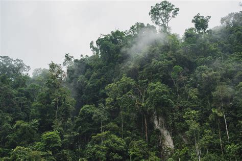 Trees Found In Panama Rainforest That 