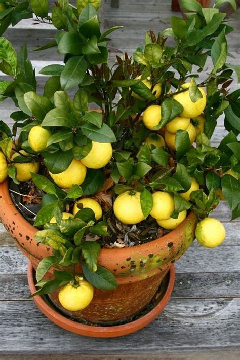 10 Best Citrus Trees For Containers Growing Citrus In Pots