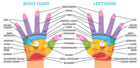 Hand Reflexology Chart Stay Updated With Our Organic Skincare