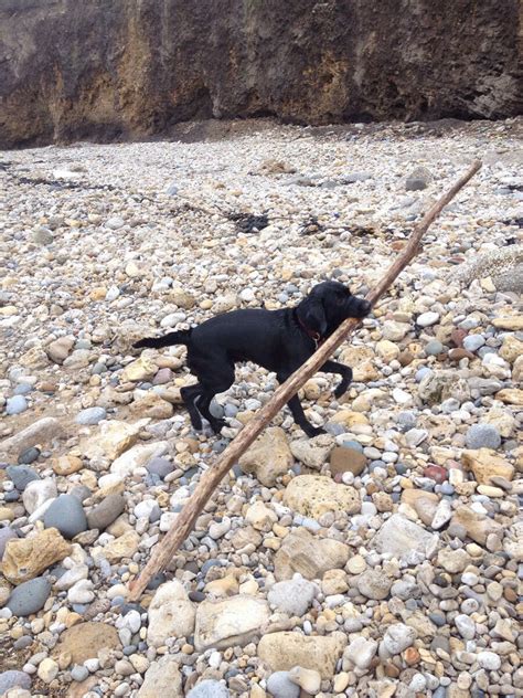 26 Dogs Who Fetched Sticks That Are Way Too Big The Dodo