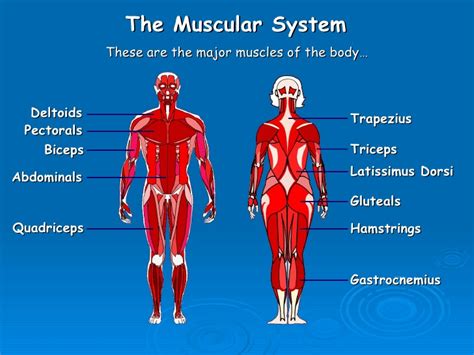Learn about and revise the muscular system with this bbc bitesize gcse pe (edexcel) study guide. PEShare.co.uk Shared Resource