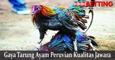 #ayam bangkok #sabung ayam online #bawang putih #ayam mangon #ayam saigon #ayam birma #ayam shamo #ayam phanus #ayam pama #ayam peru. Gaya Tarung Ayam Peruvian Kualitas Jawara