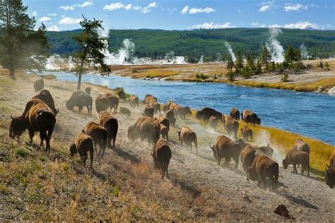 Yellowstone National Park Group Tour 2023 Jackson Hole