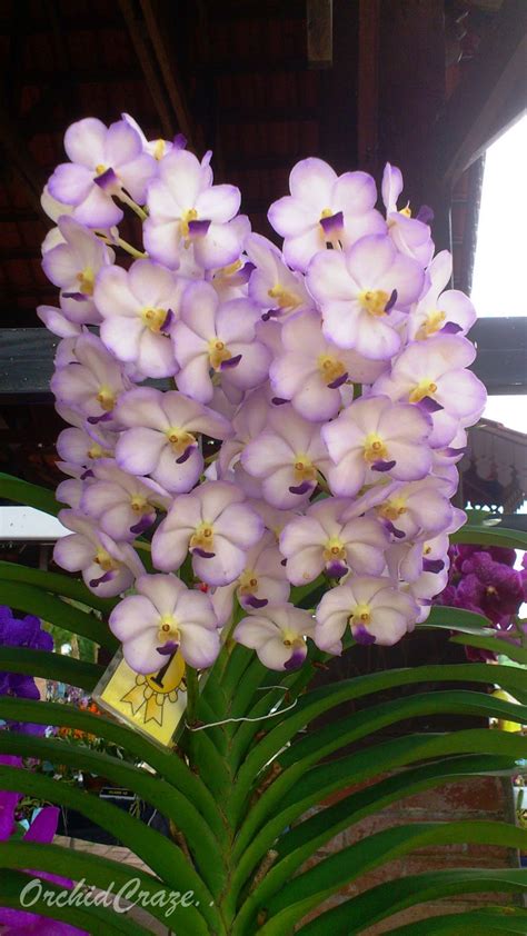 Wetter in parit buntar ( malaysia > perak > parit buntar ). OrchidCraze: Parit Buntar Orchid Show ( Agrofest 2012)