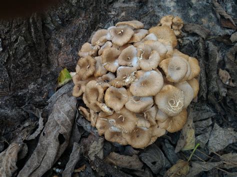 Help Identifying This Mushroom In My Yard Identifying