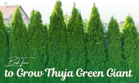 When To Plant Thuja Green Giant Arborvitae