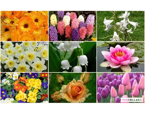 Tra i fiori particolari più facilmente. Fiori Di Primavera Nomi : I Nomi di Fiori più originali ...