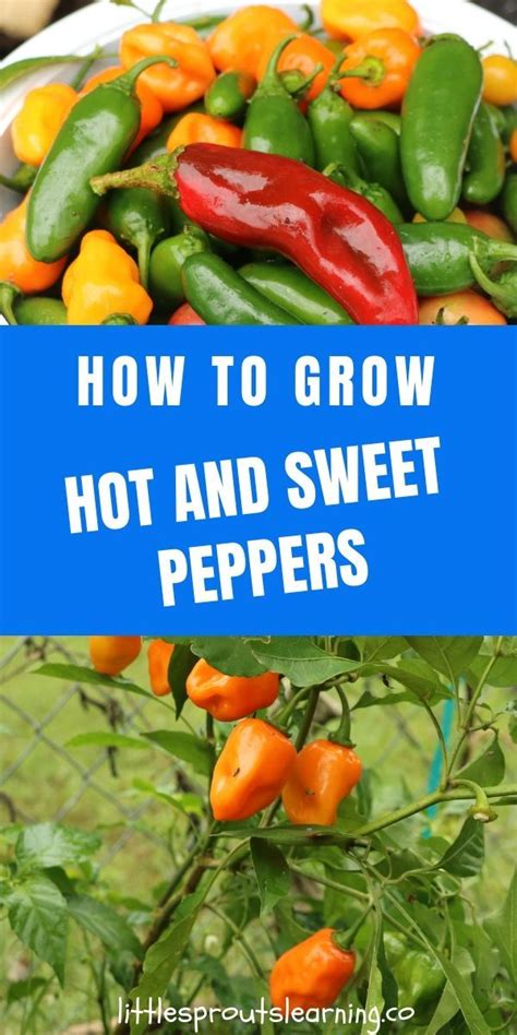 How To Grow Hot Peppers And Sweet Peppers Little Sprouts Stuffed Peppers Stuffed Sweet