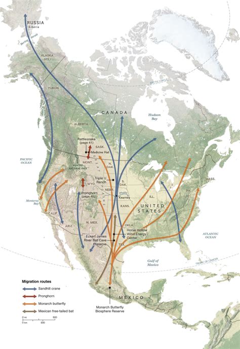Explore The Migration Routes Of Several Different Species In North America