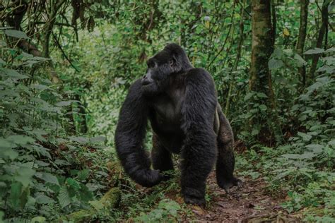 Silverback Gorilla Trekking In Rwanda Luxury Trips Ker Downey Africa
