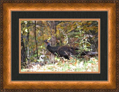 wild turkey along the blue ridge parkway framed print by rd erickson framed prints blue ridge