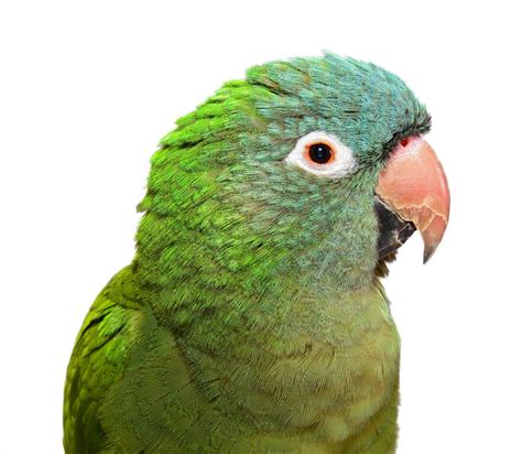 Blue Crowned Parakeet Parrots Breed Information Omlet