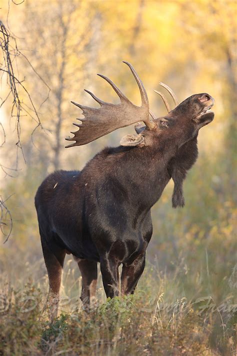 Bull Moose During Autumn Rut In Wyoming Yellowstone Nature
