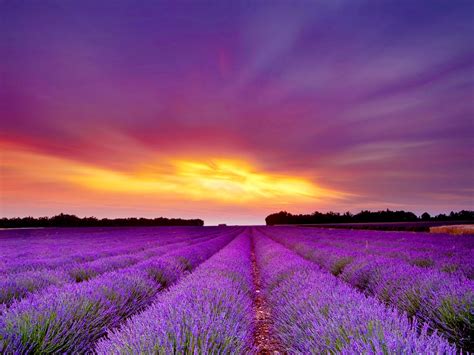 Lavender Field Wallpaper Натуральный Пейзажи Фотография природы