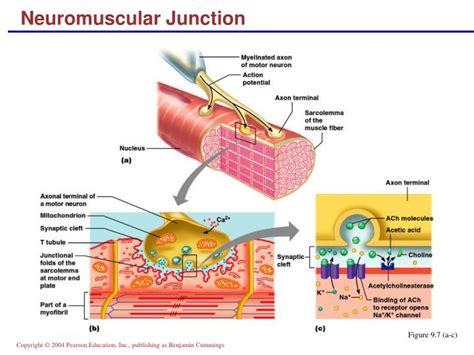 Ppt Neuromuscular Junction Powerpoint Presentation Free Download