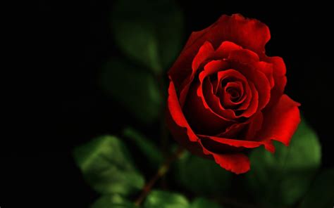Wallpaper 1920x1200 Px Day Flower Macro Red Rose